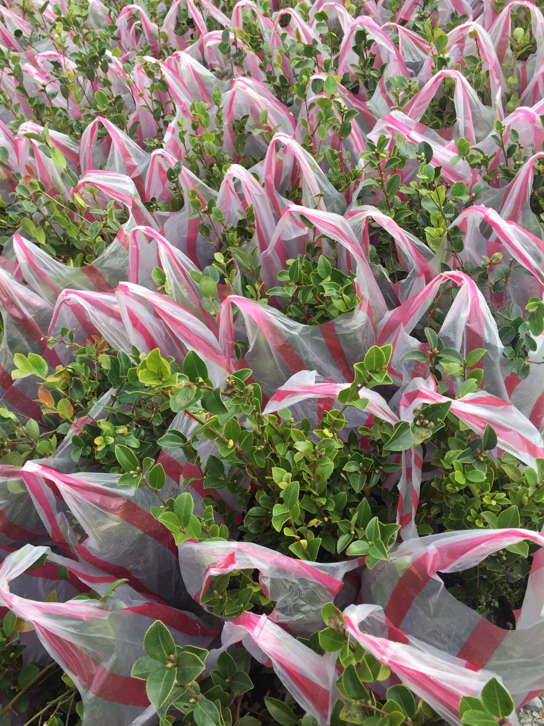 苦茶樹，苦茶油