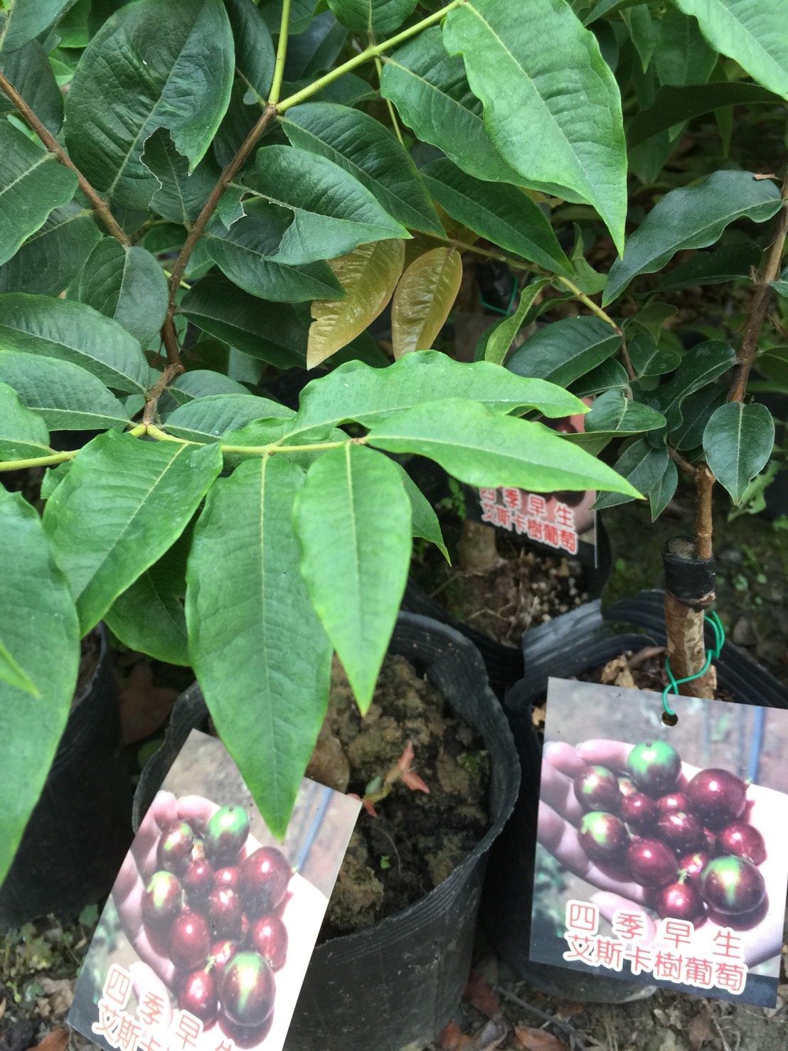 四季艾斯卡樹葡萄