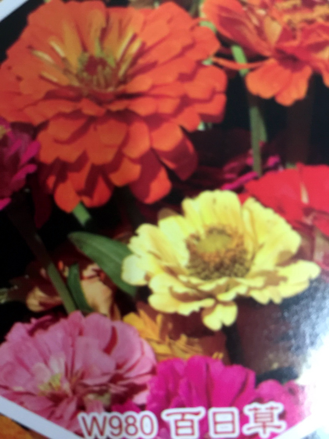 花田種子批發零售