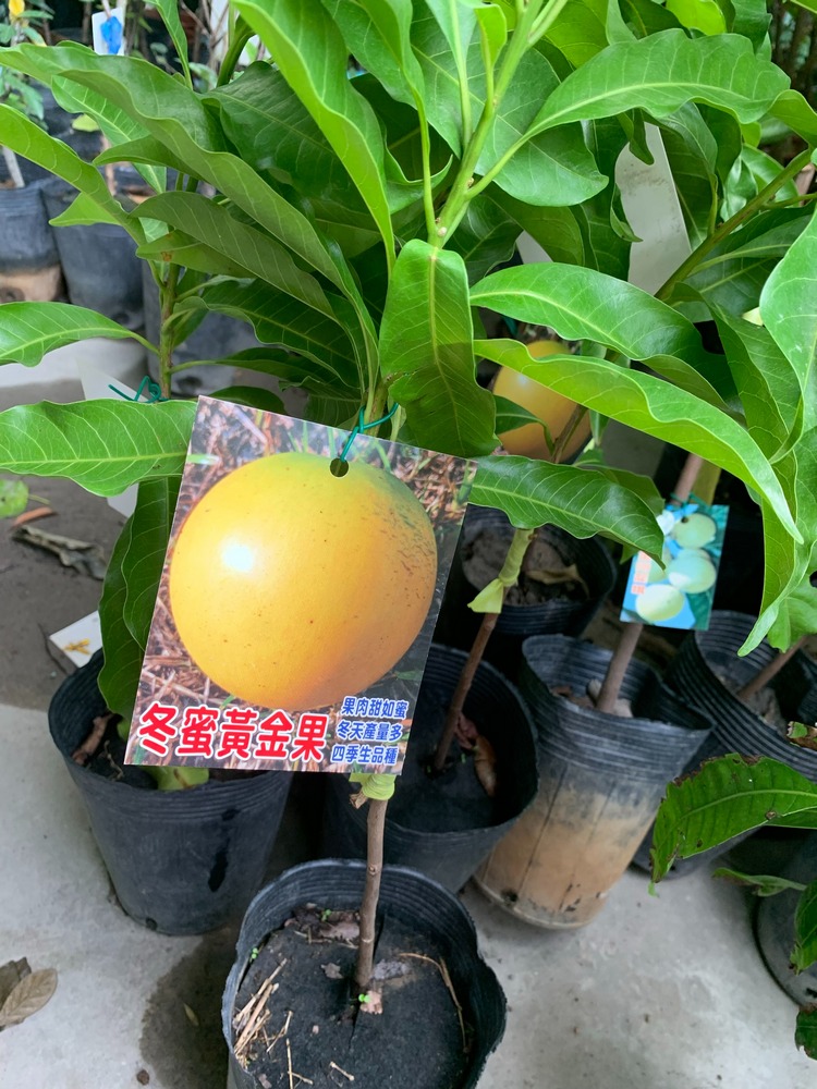 冬蜜黃金果