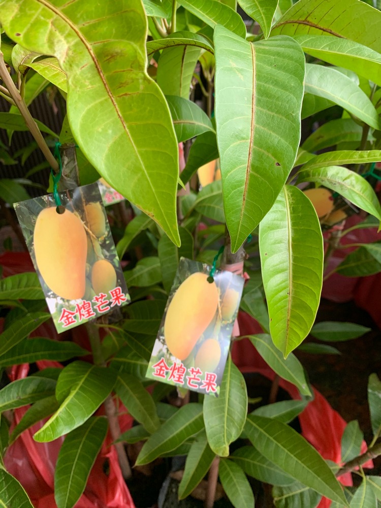 金皇芒果