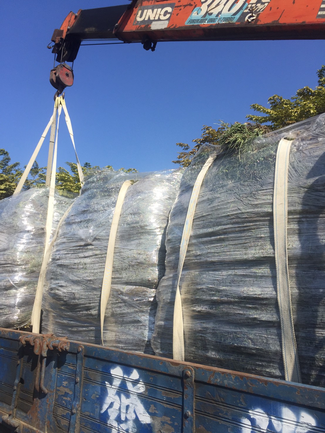 百慕達草草皮，種子批發零售。