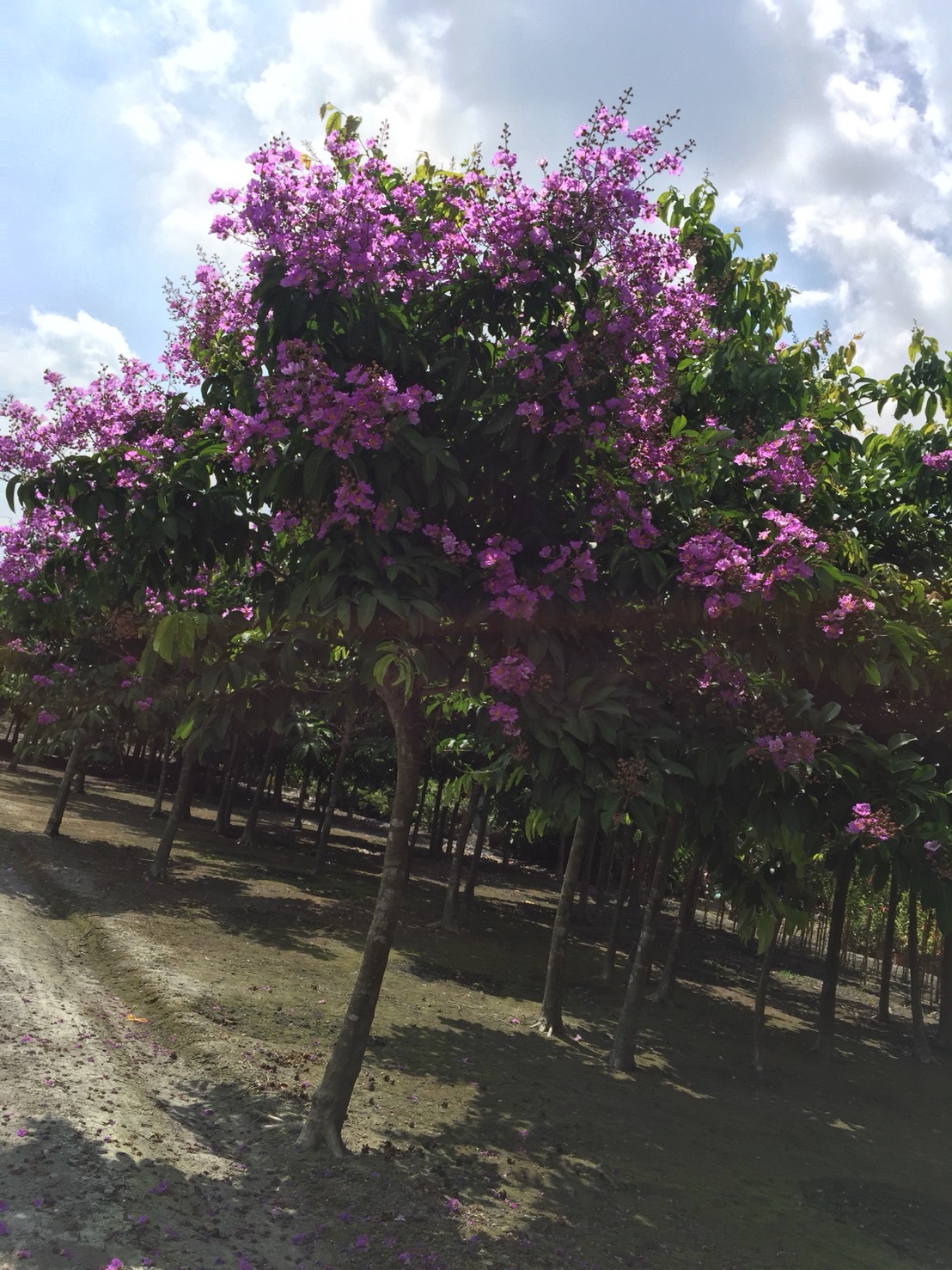 大花紫薇