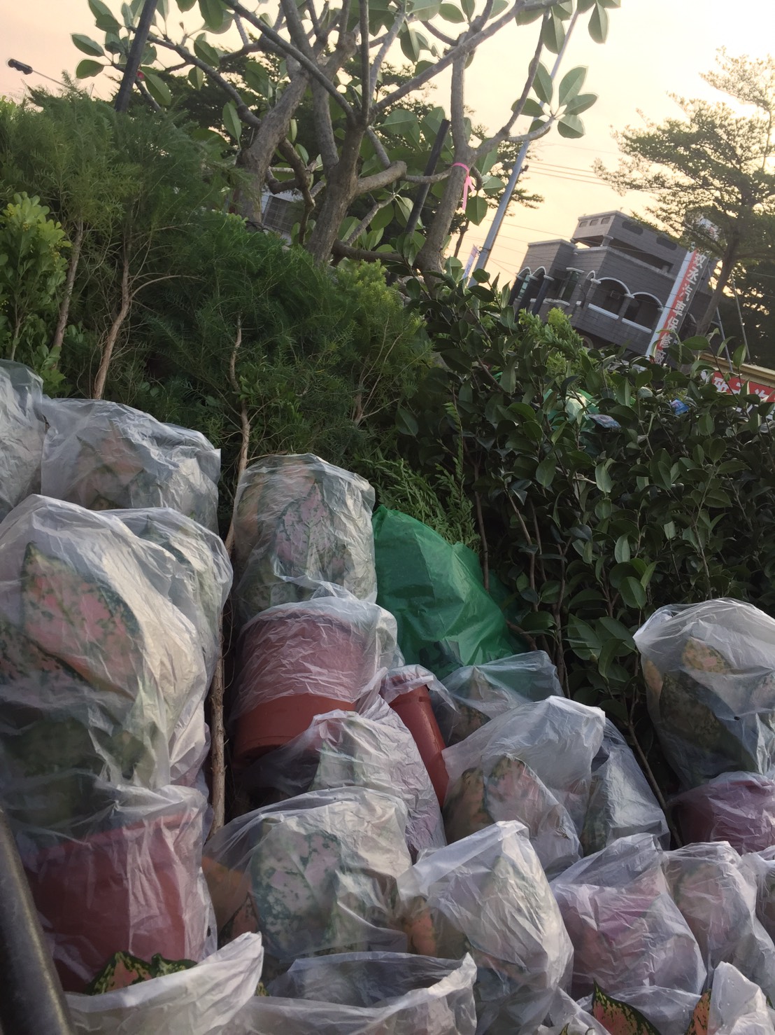 茶樹與雞蛋花及各種花卉