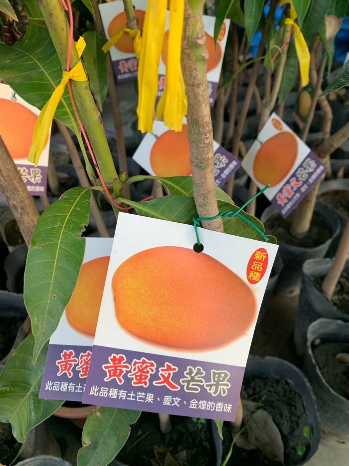 黃蜜文芒果