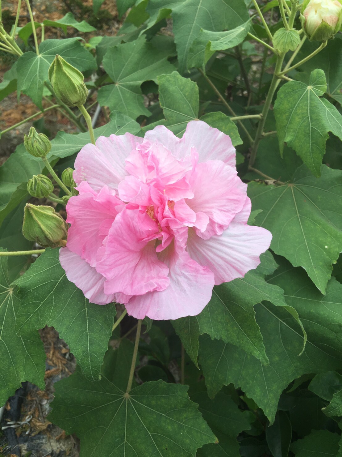 醉芙蓉，山芙蓉