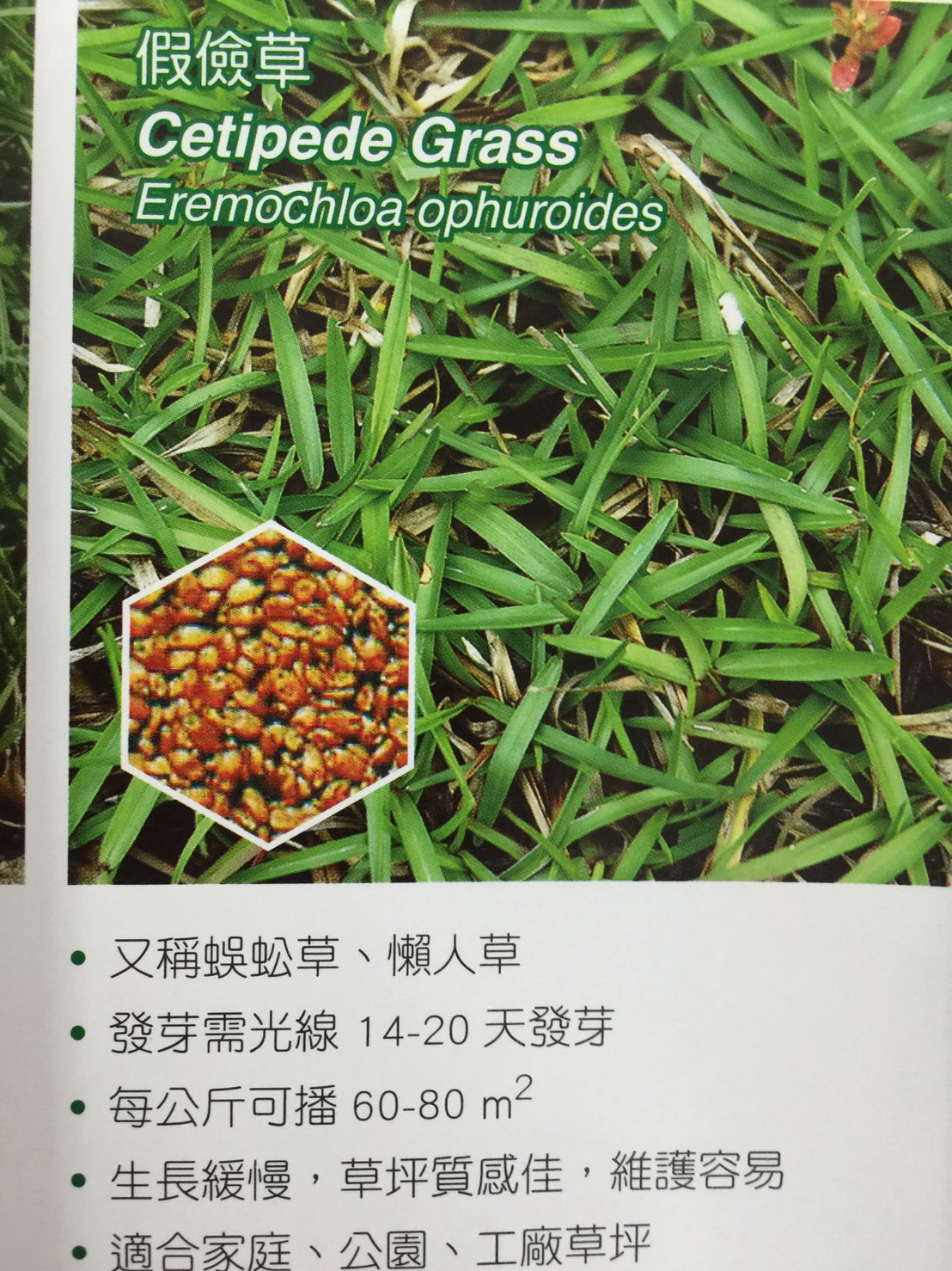 草皮種子批發零售