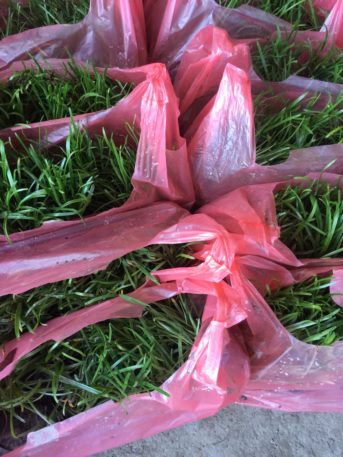 韭蘭（風雨蘭）