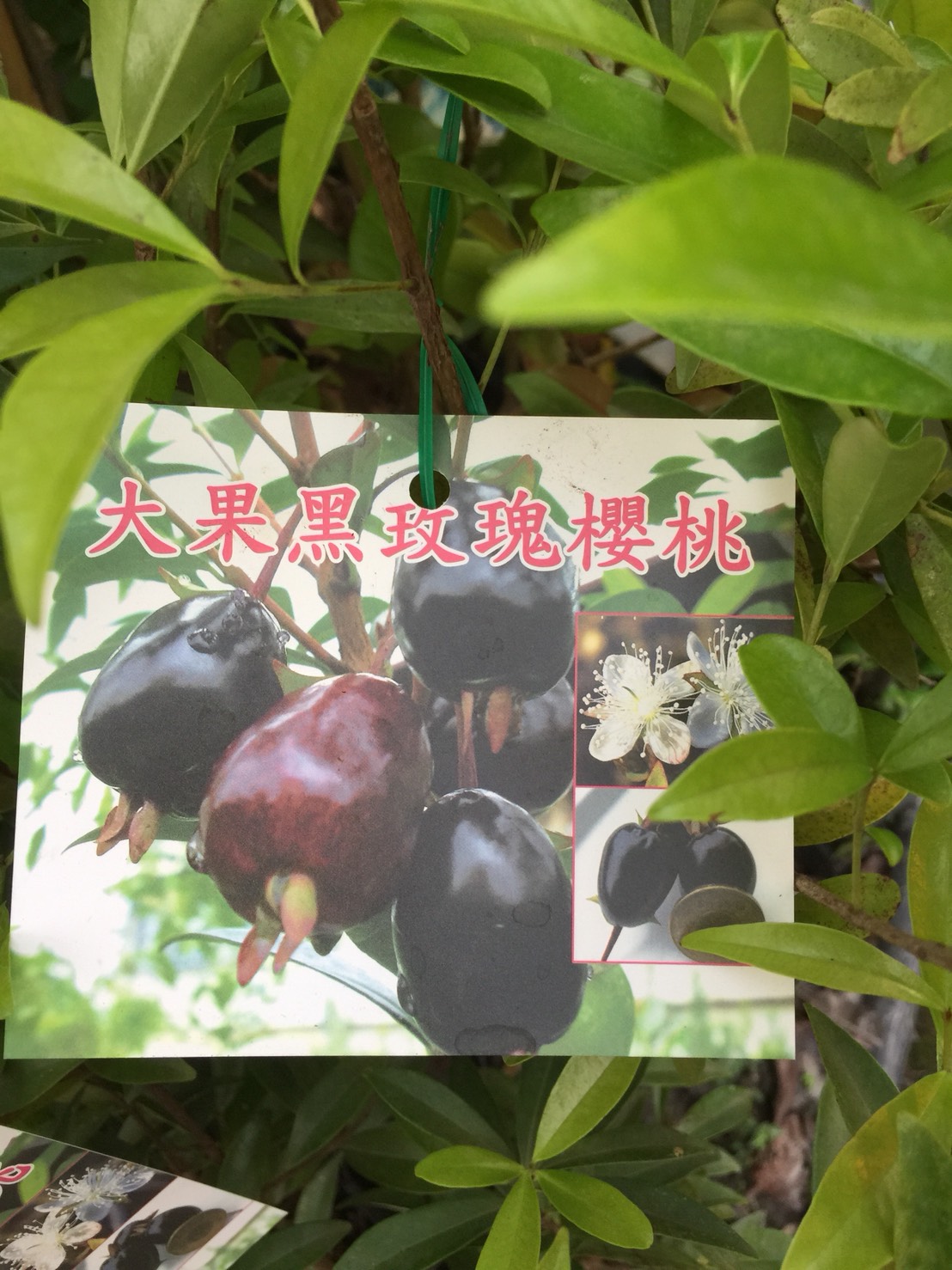 大果黑玫瑰櫻桃