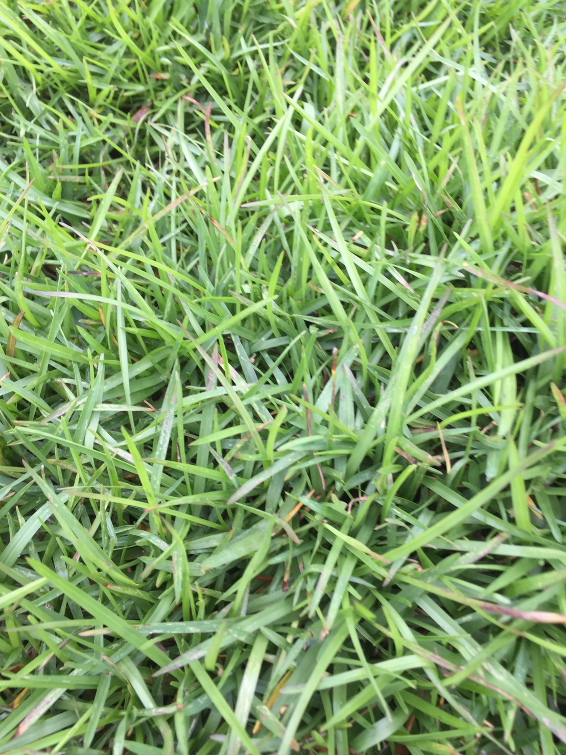 （草子）甲儉草，草皮，種子。