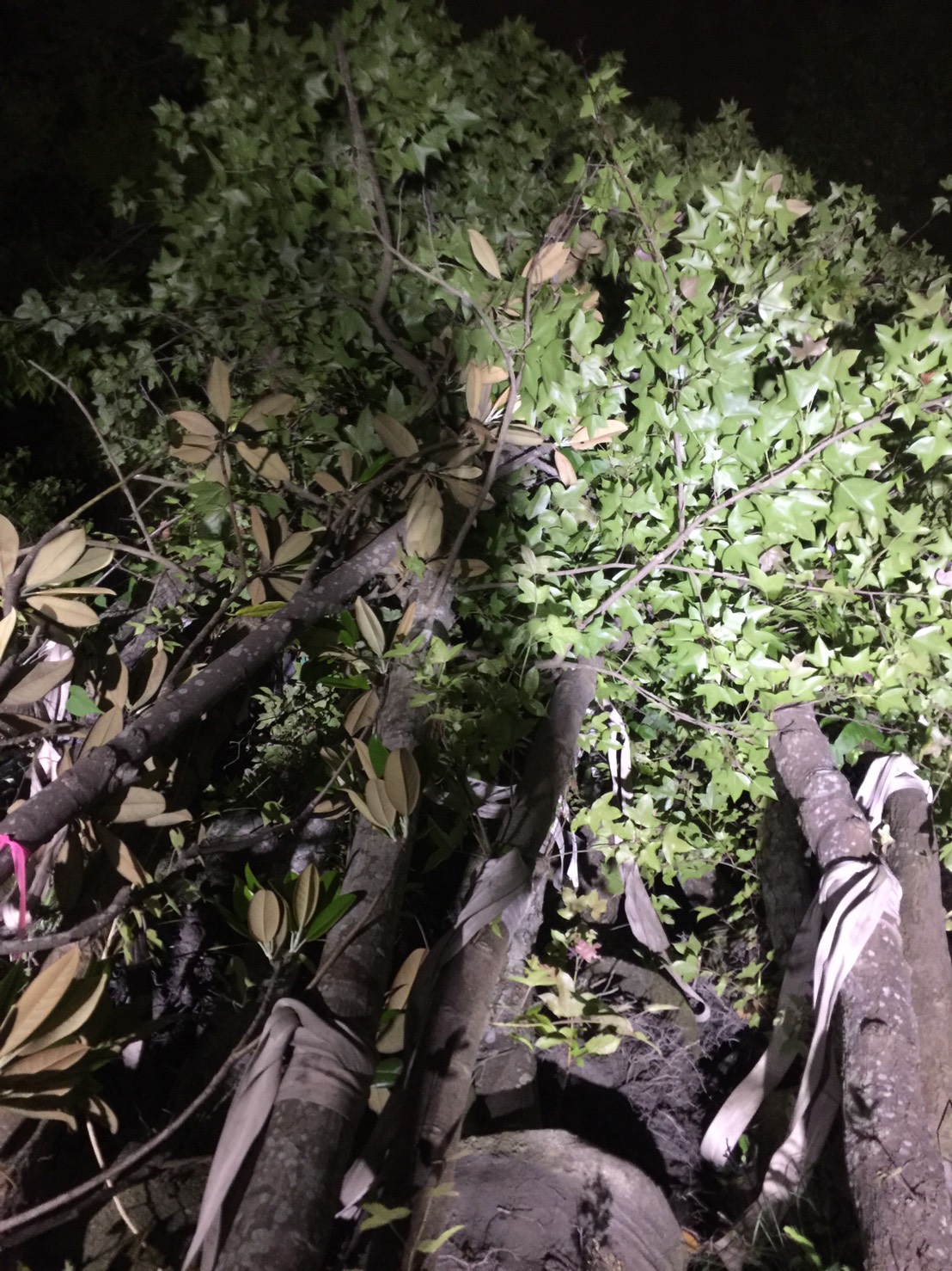 楓香樹與洋玉蘭（木蓮）