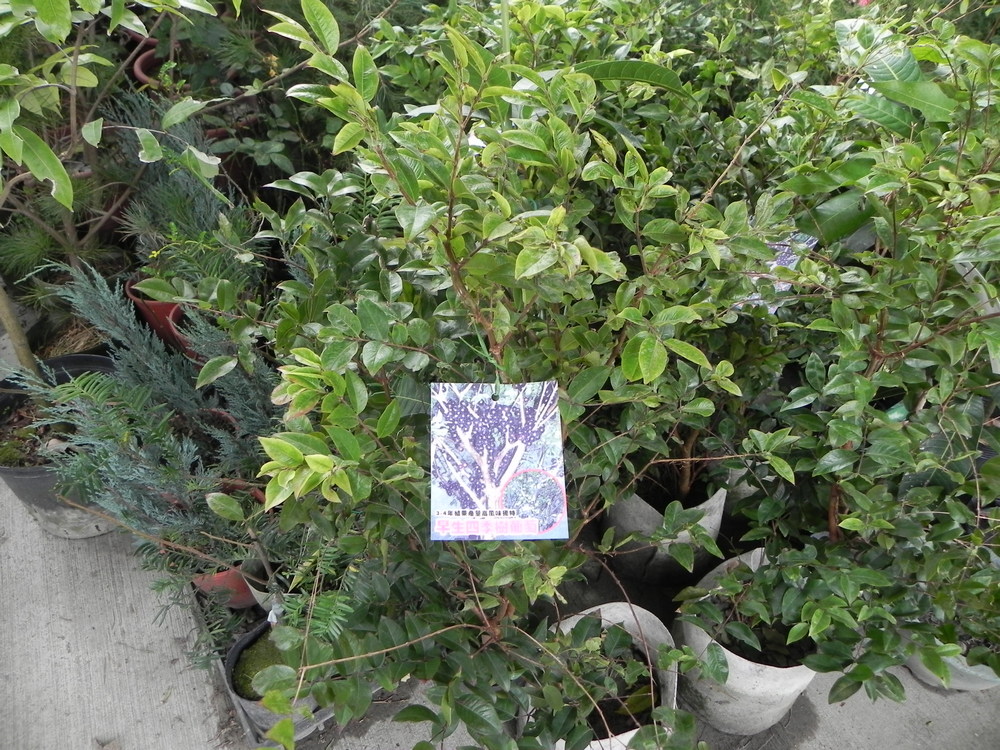 早生四季樹葡萄