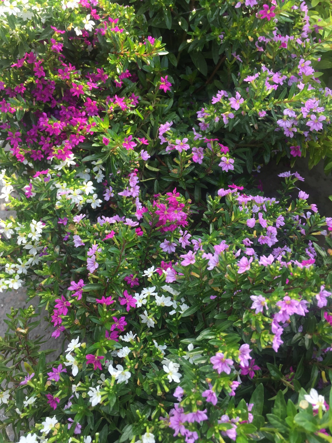 雪茄花（滿天星）