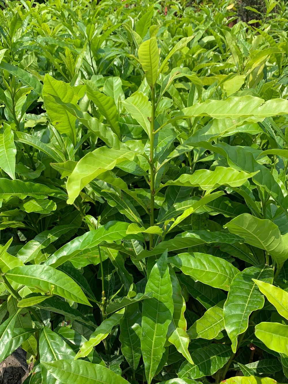 冬蜜大果黃金果