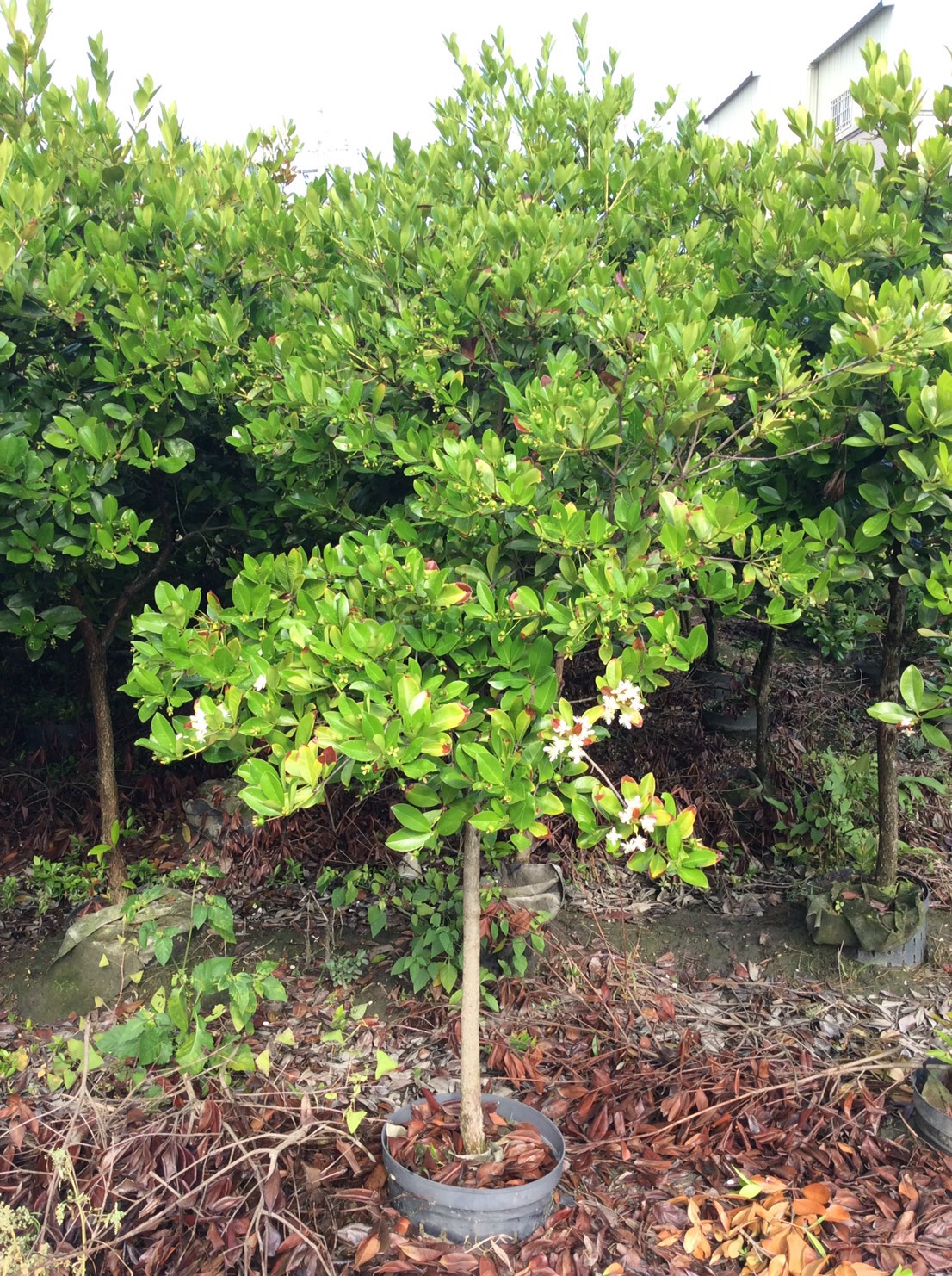 熱帶櫻桃，巴西甜櫻桃