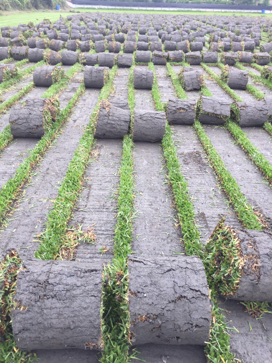 各種類草皮，巴西地毯草