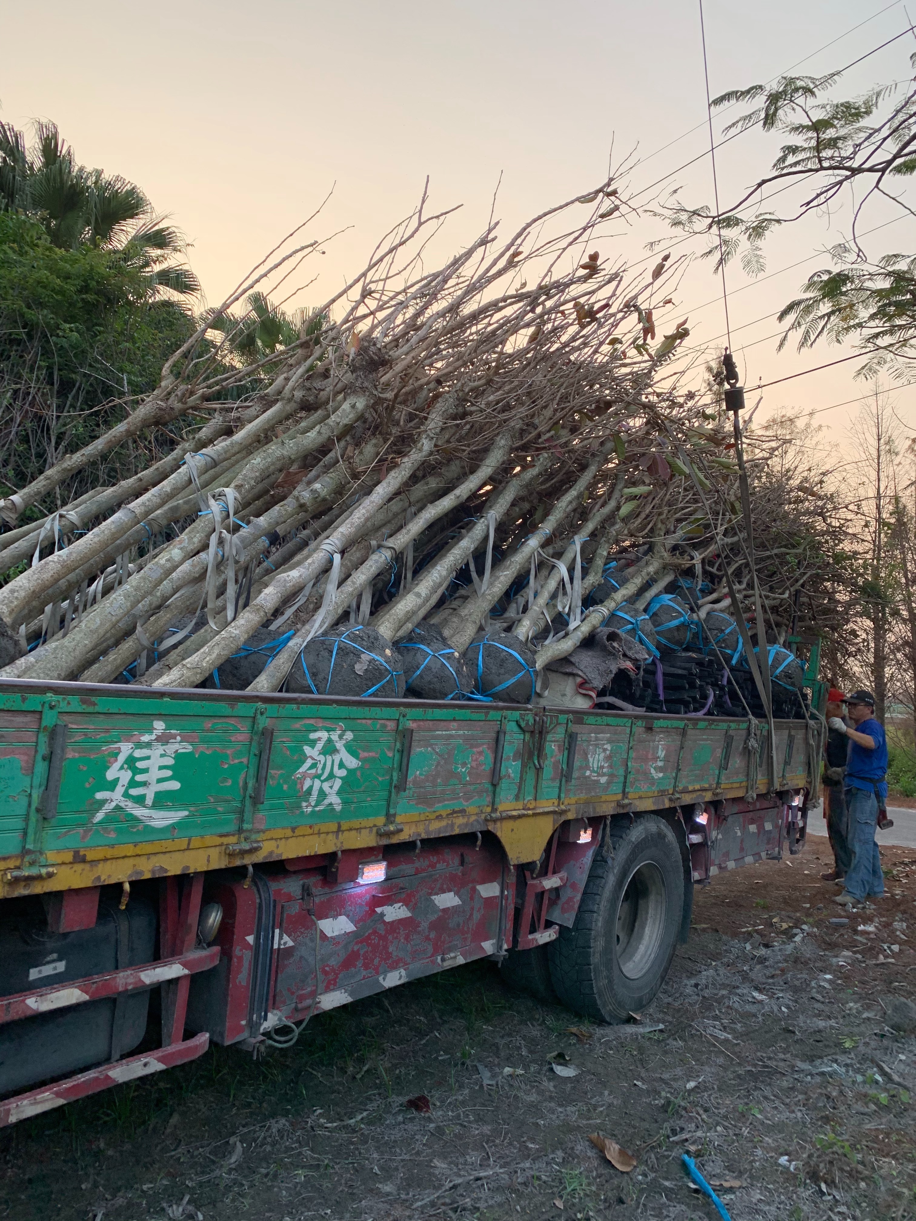 大花紫薇，杉木