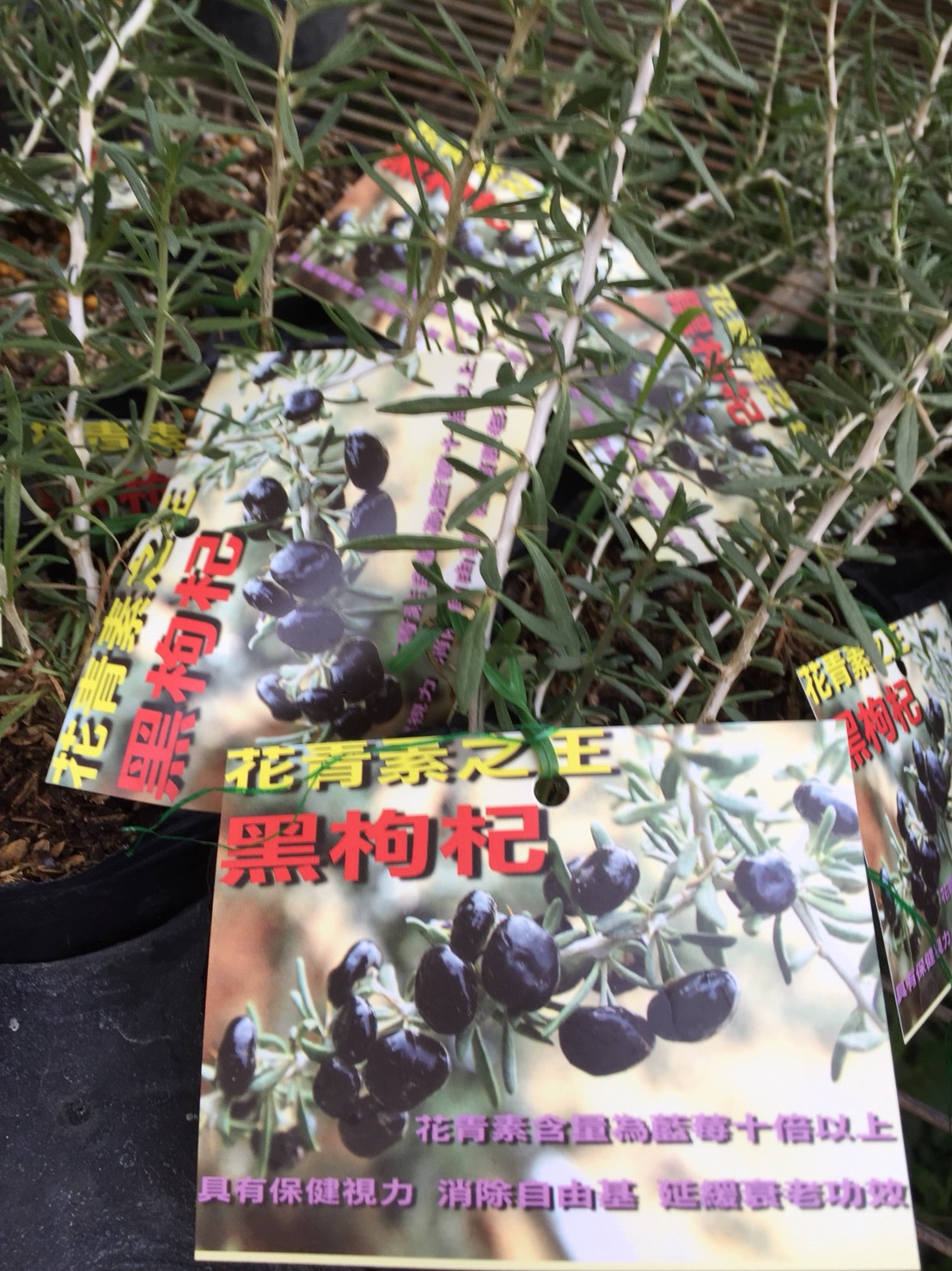 黑枸杞，紅枸杞