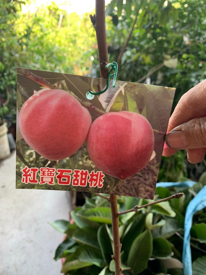 紅寶石甜桃