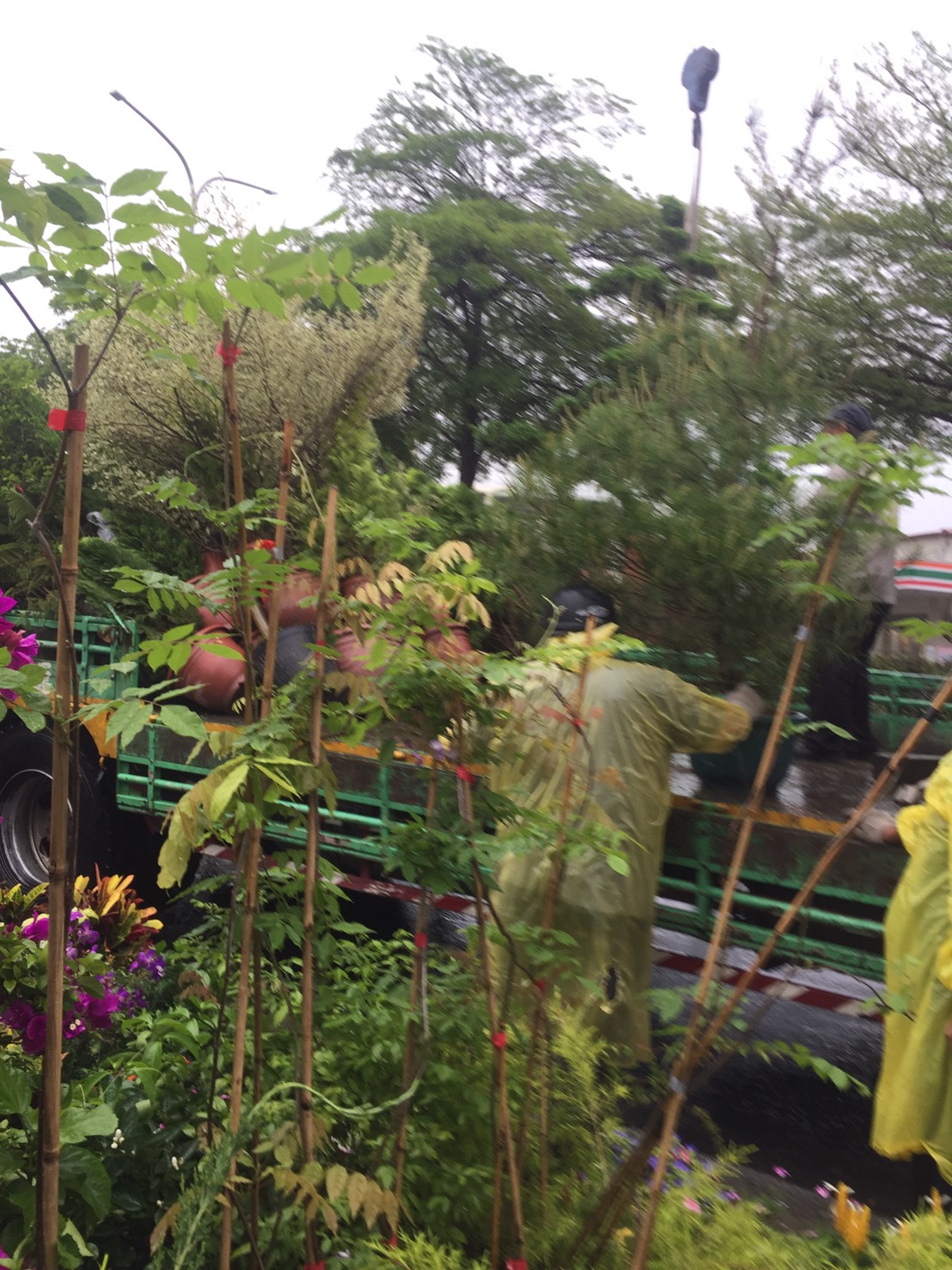 各種類綠化樹木：五葉松