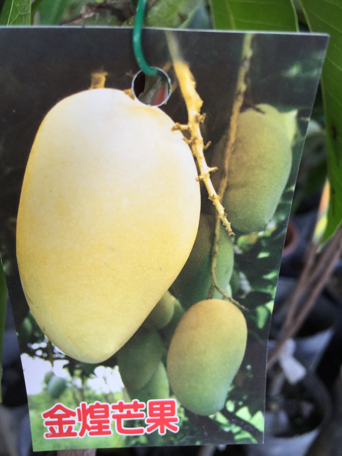 金煌芒果
