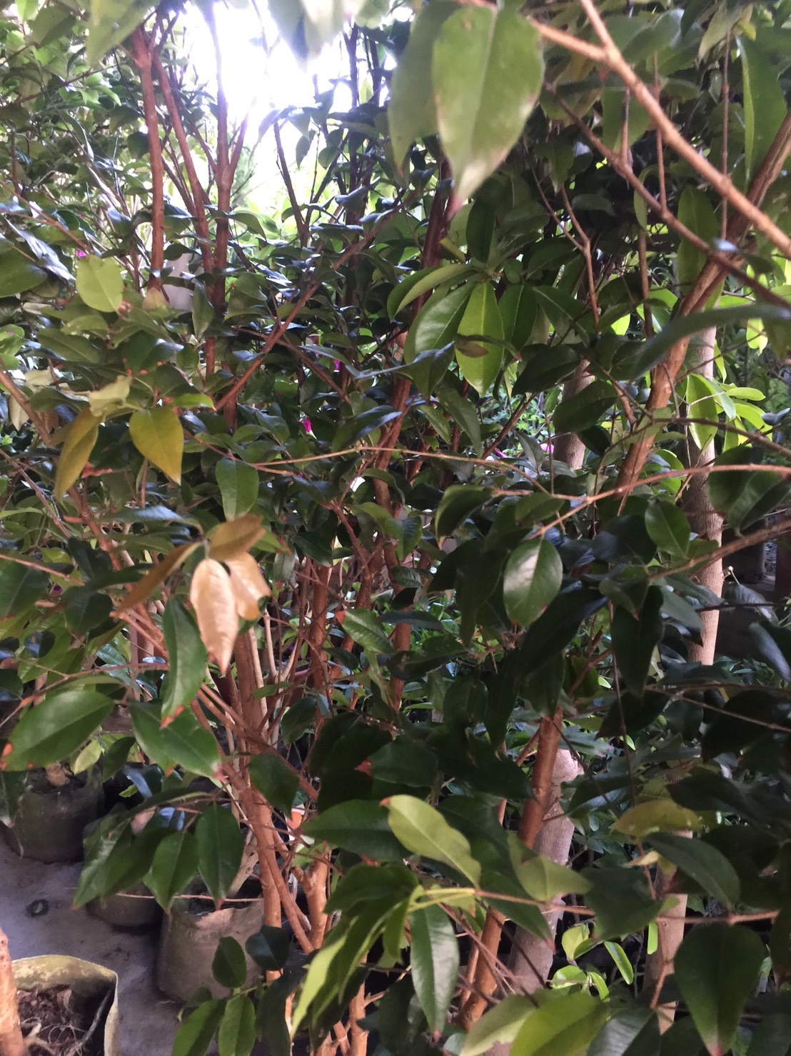 各種類品種樹葡萄