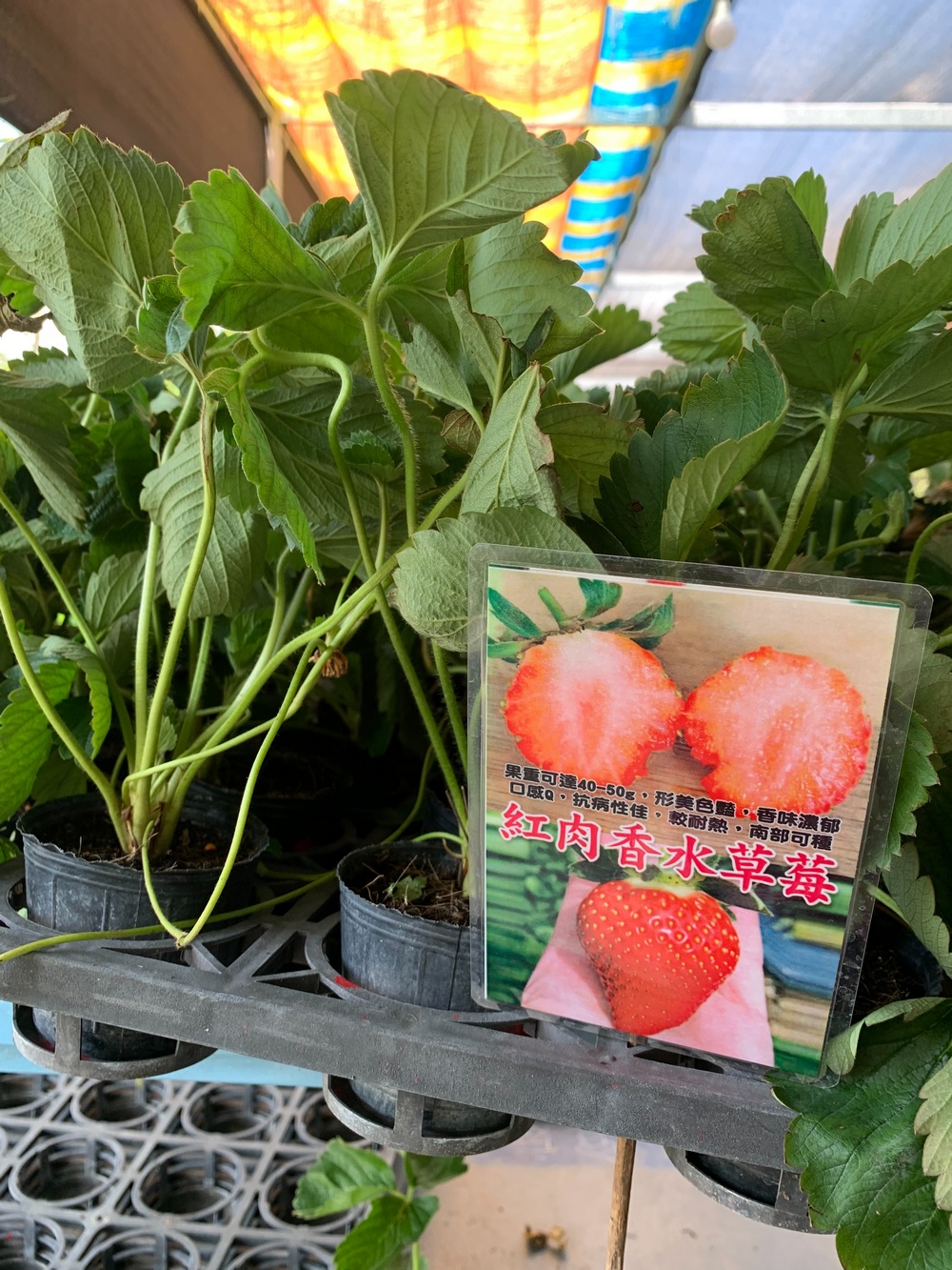 香水草莓