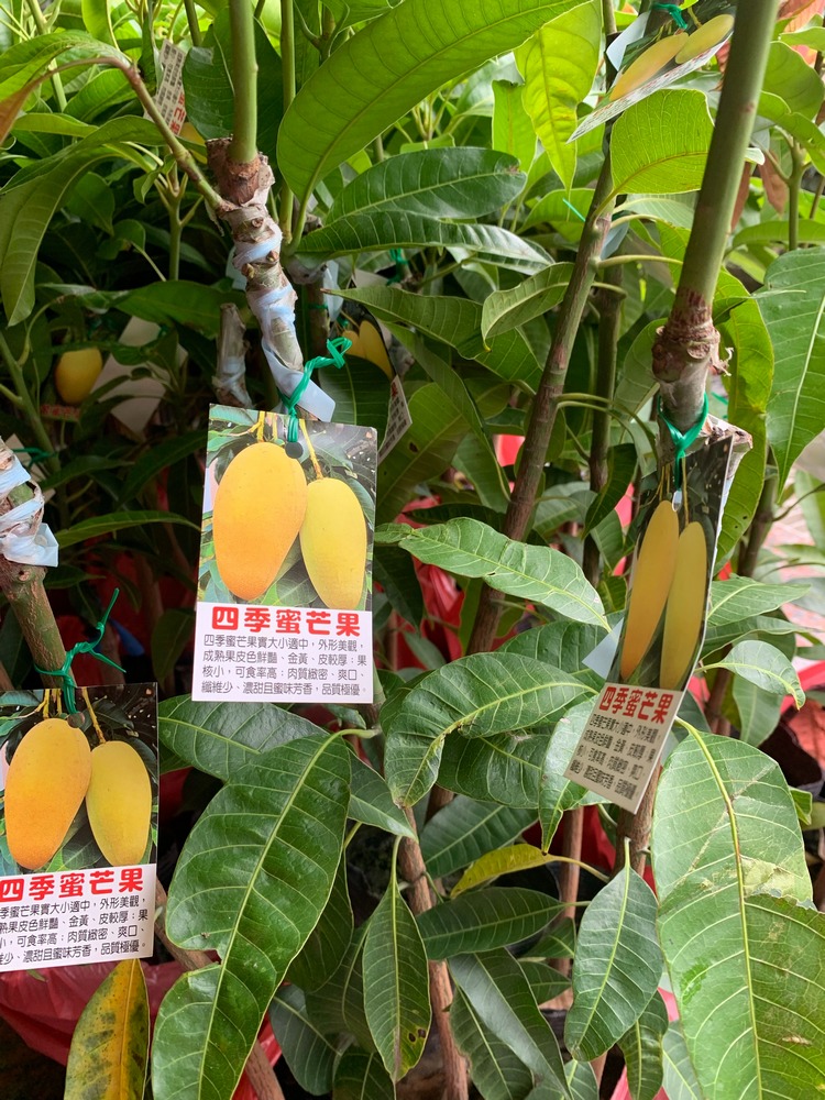 四季芒果