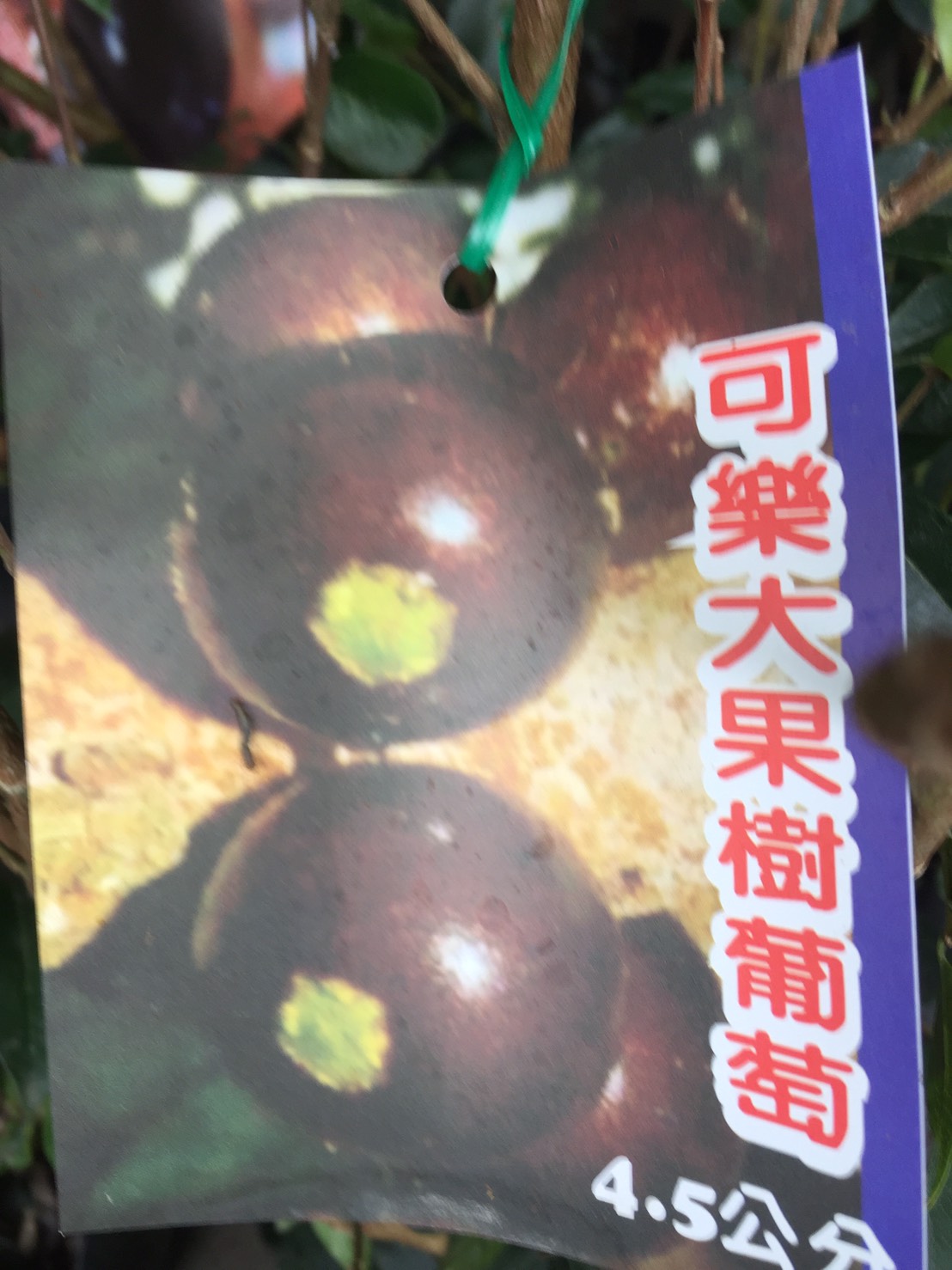 可樂大果樹葡萄