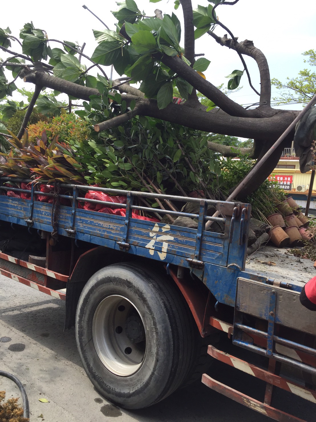 麵包樹與紫檀及紅竹