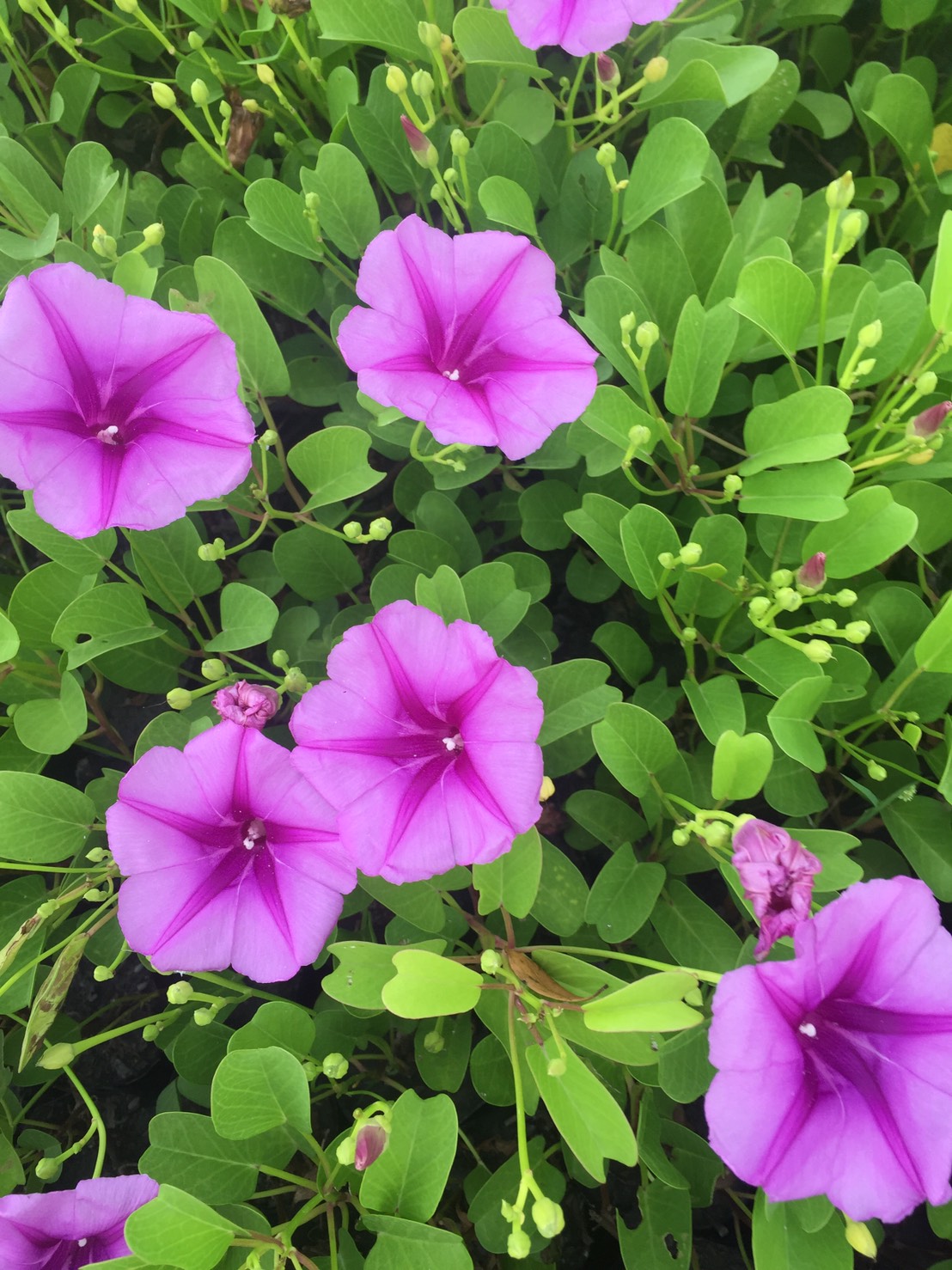 馬鞍籐（牽牛花）