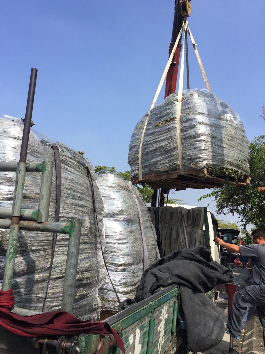 玉鳳草皮，草皮種子