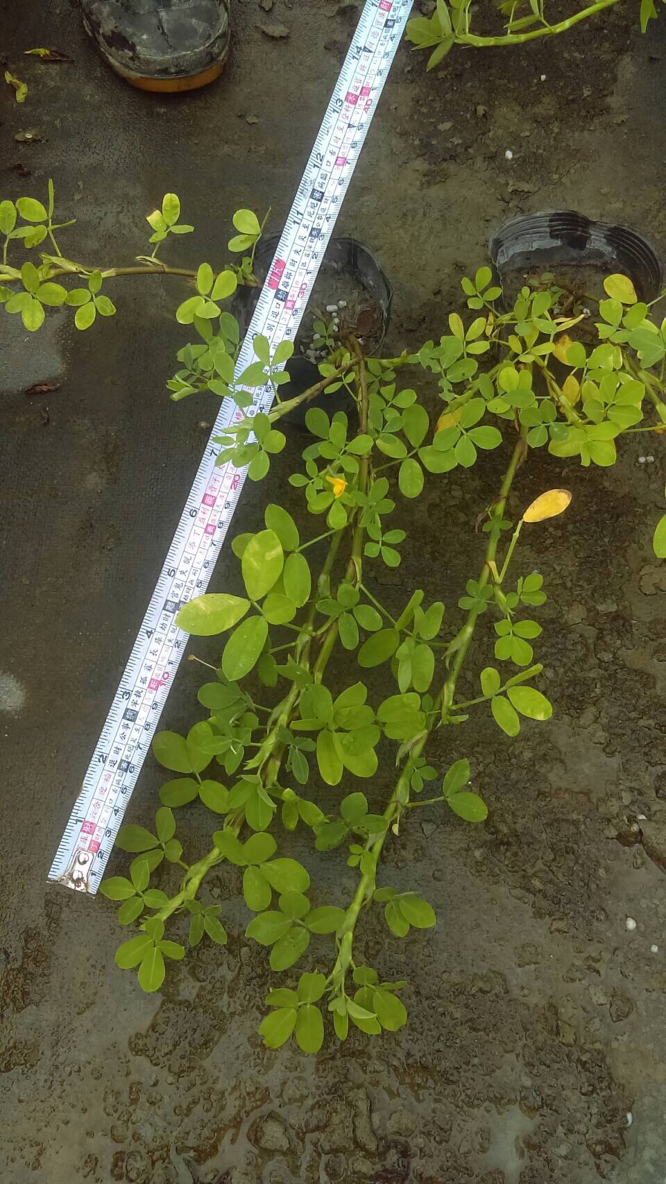 秀氣地被－蔓花生