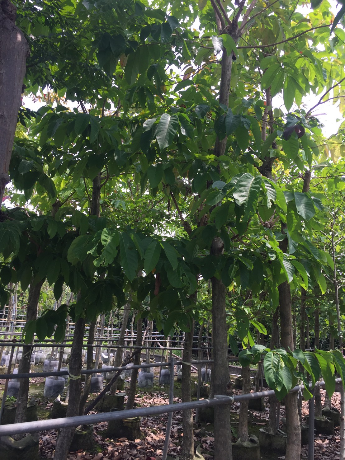 大花紫薇（樹）