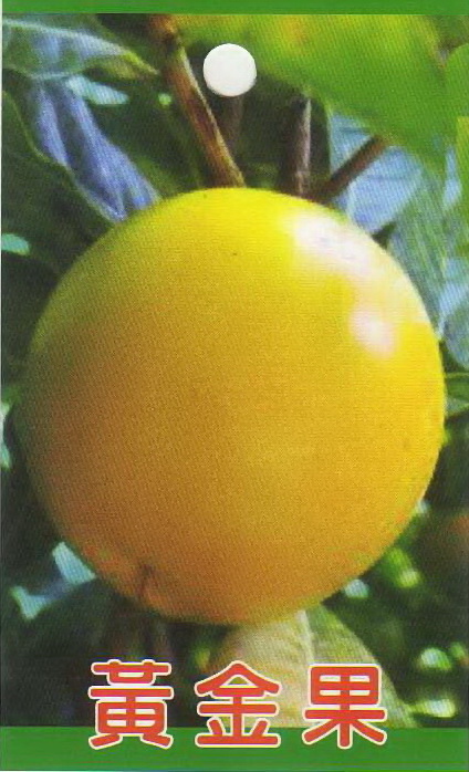 黃金果