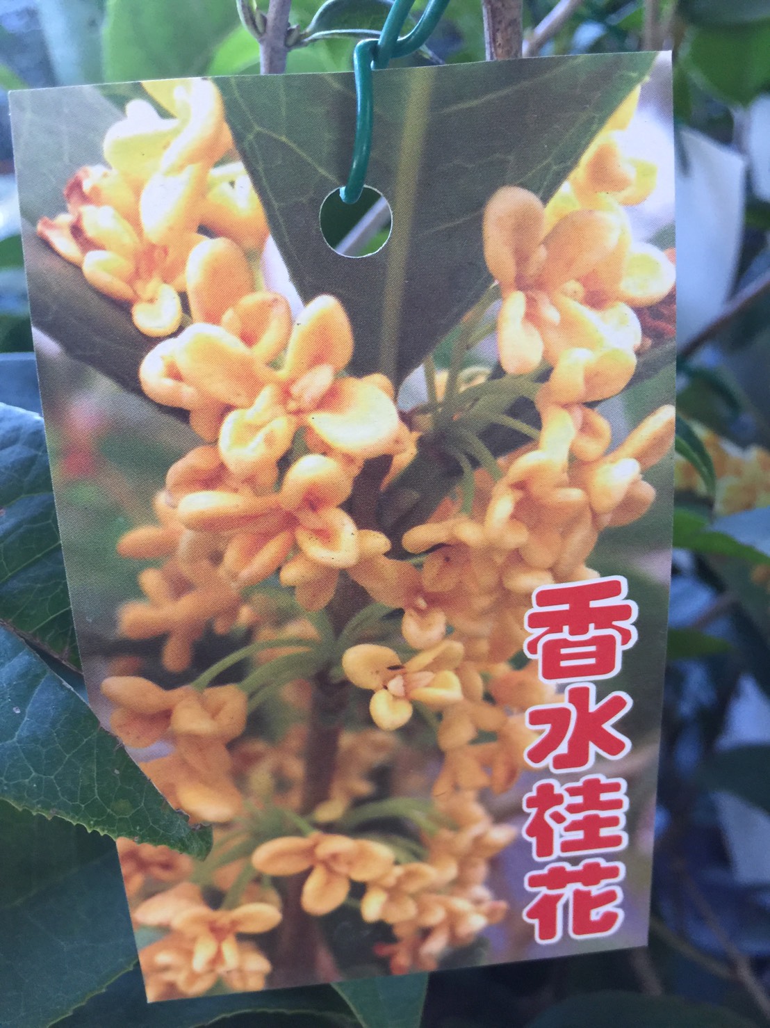 香水桂花