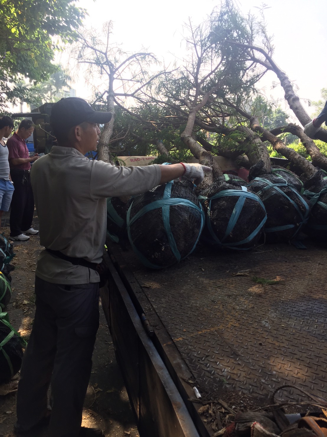 墨西哥落雨松，北美落雨松，池松