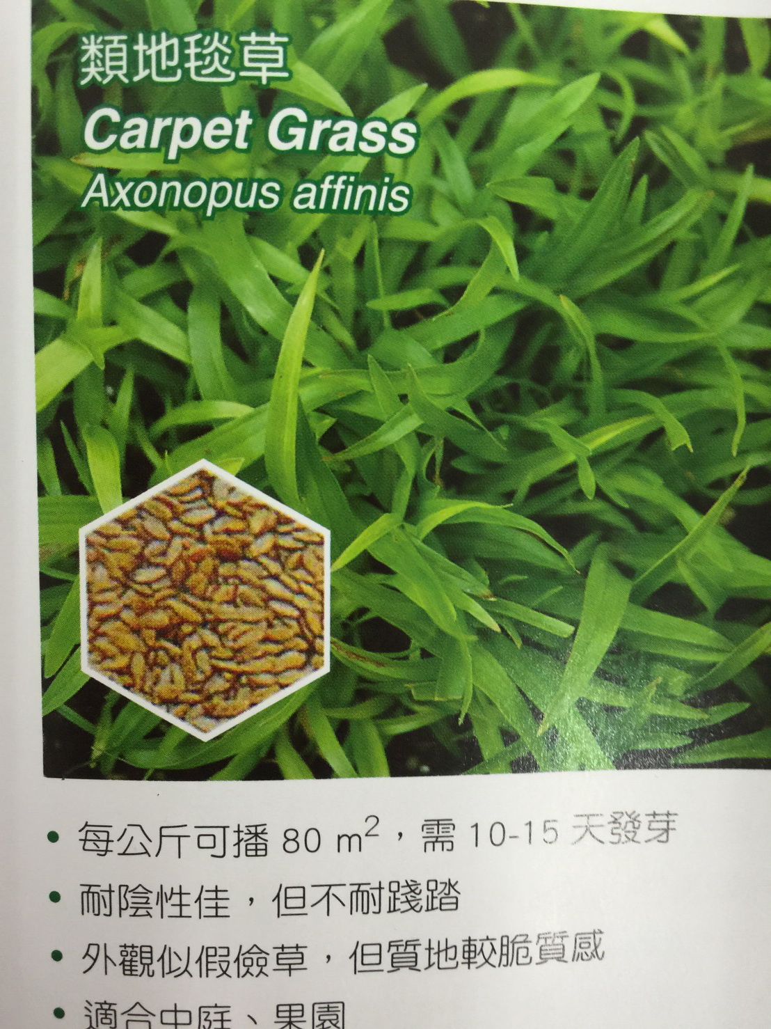 草皮種子批發零售