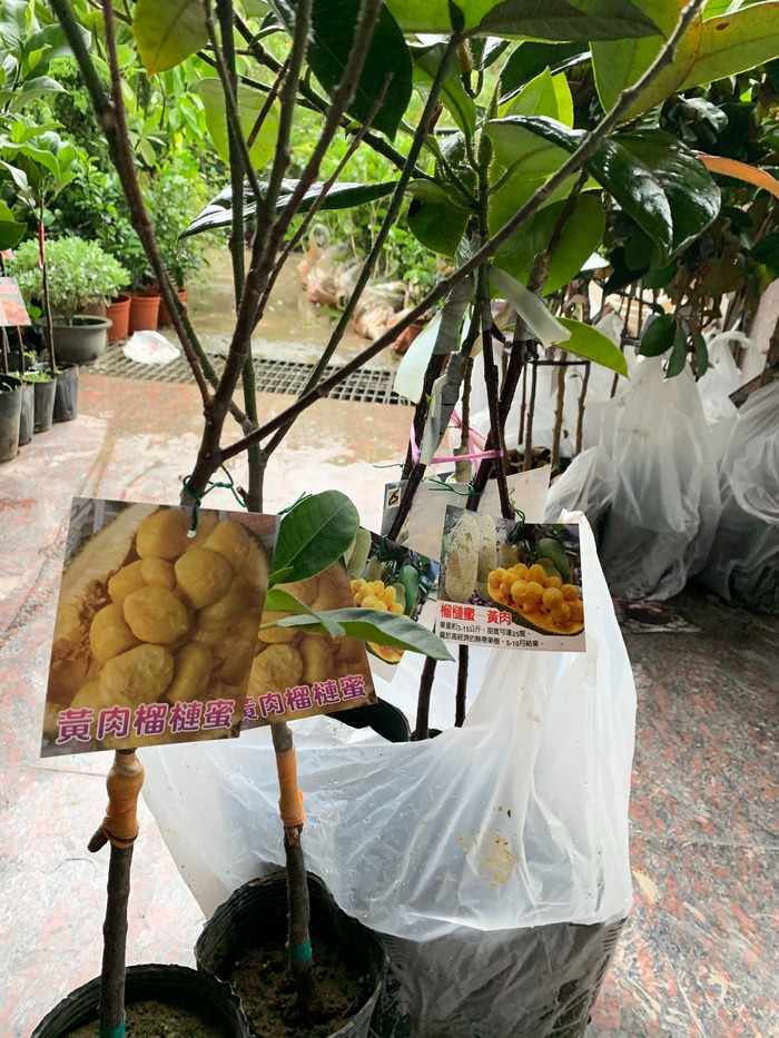 黃肉榴槤蜜