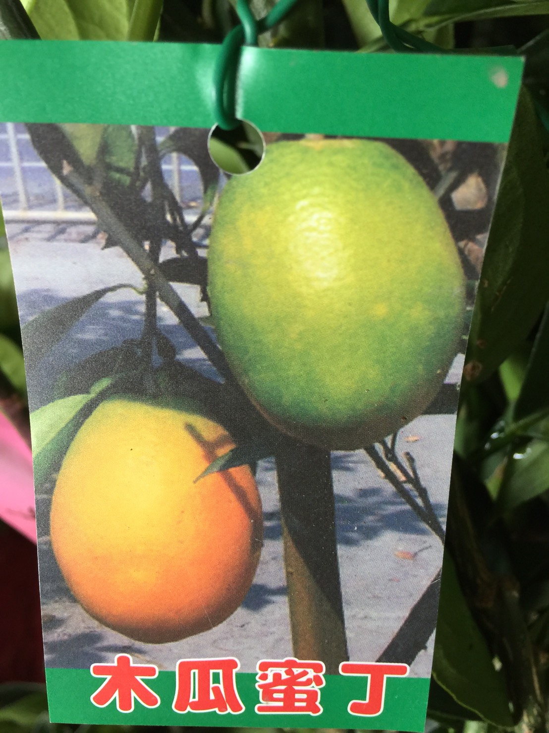 木瓜柳丁