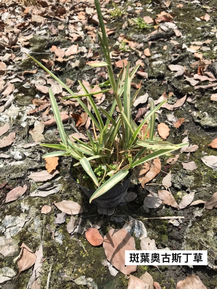 斑葉澳古斯丁草