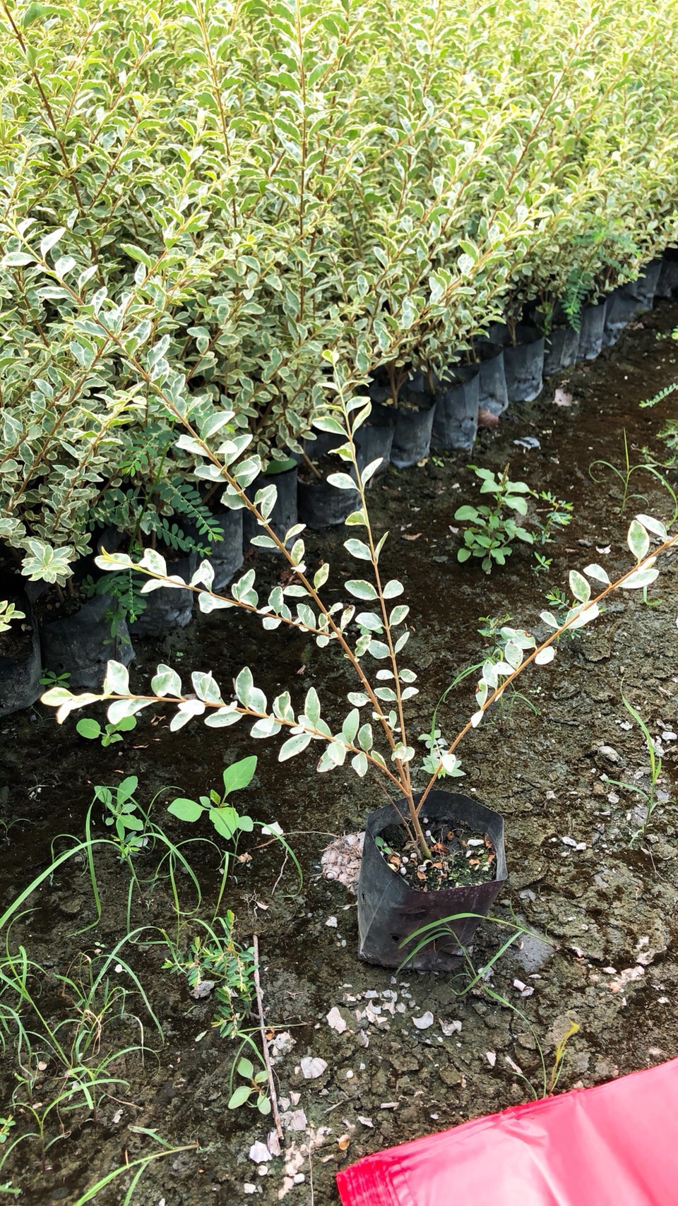 日本女貞（斑葉）