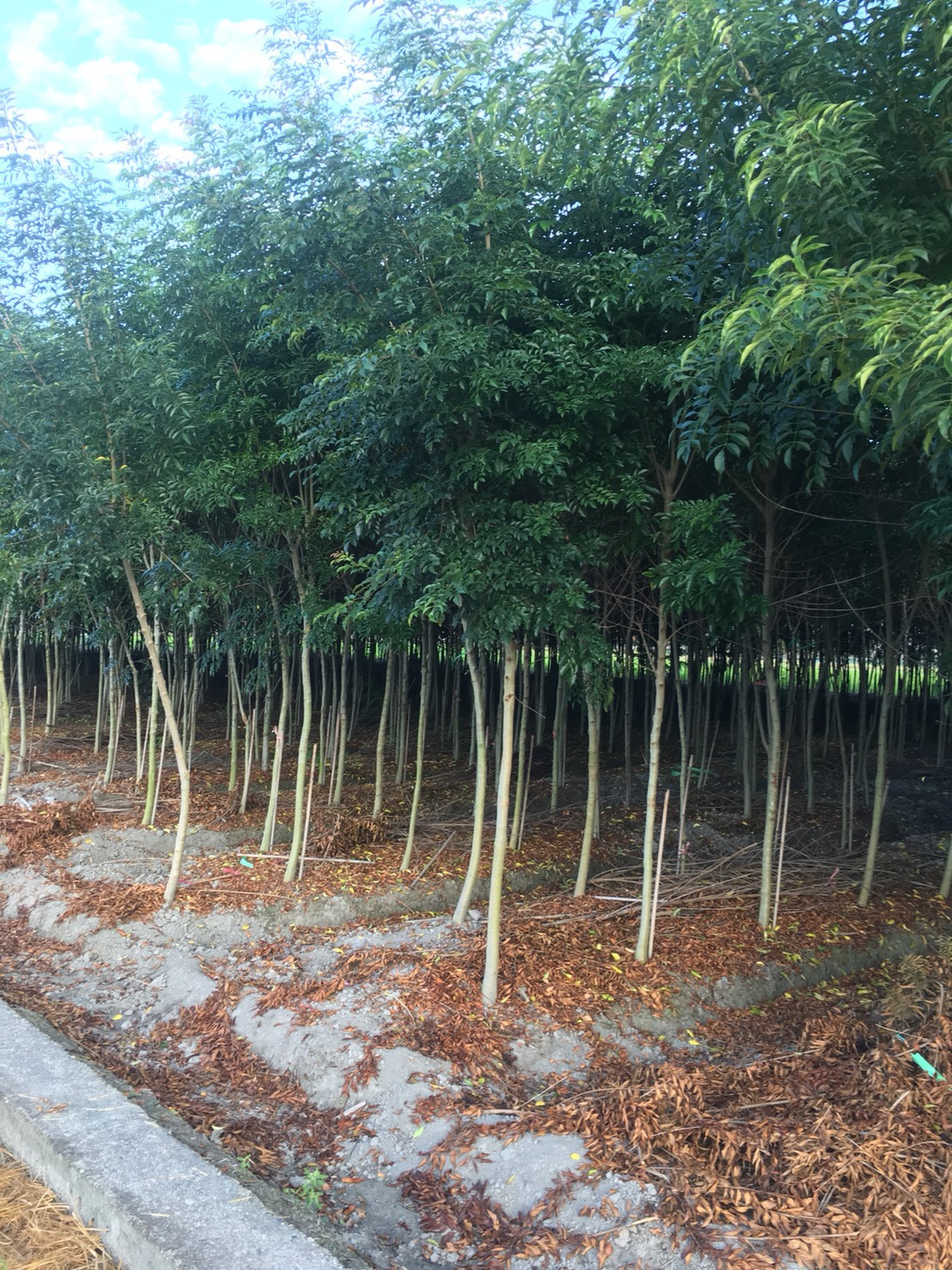 紅櫸木，白櫸木