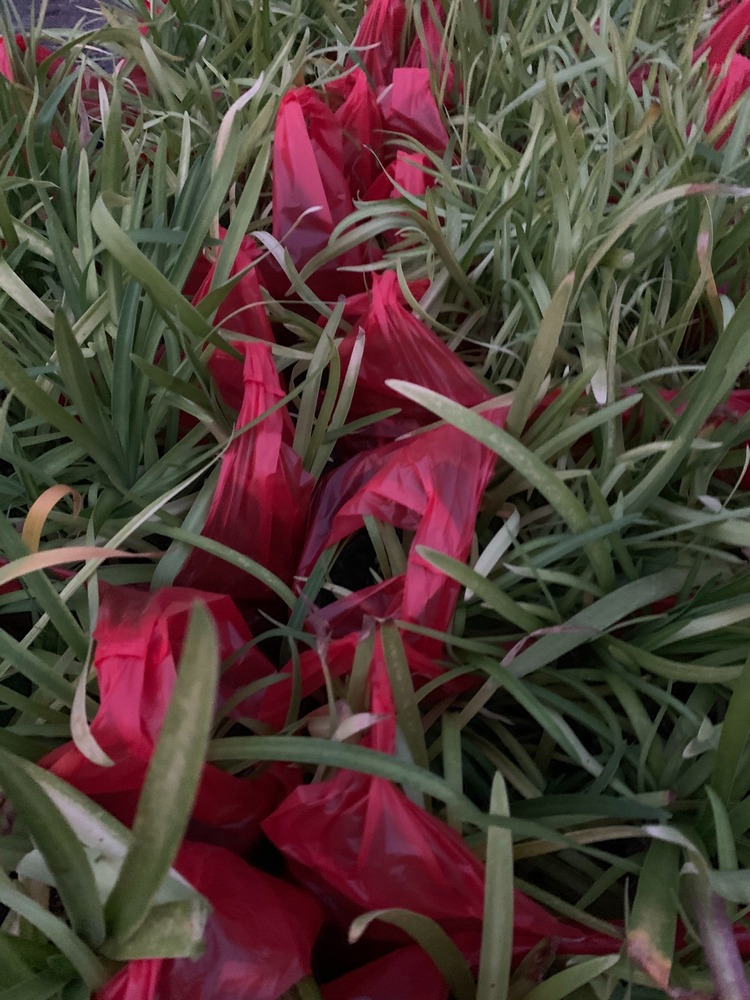 百子蓮，愛情花