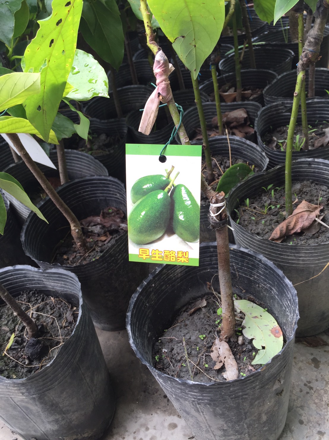 早生酪梨