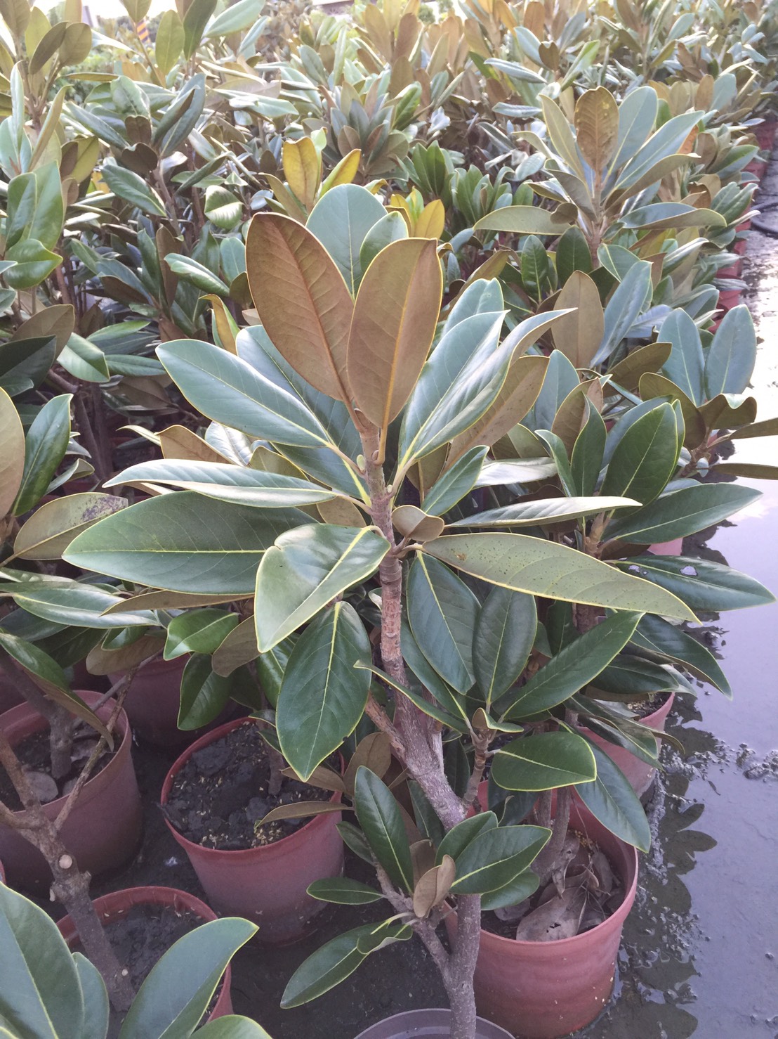 洋玉蘭（木連）