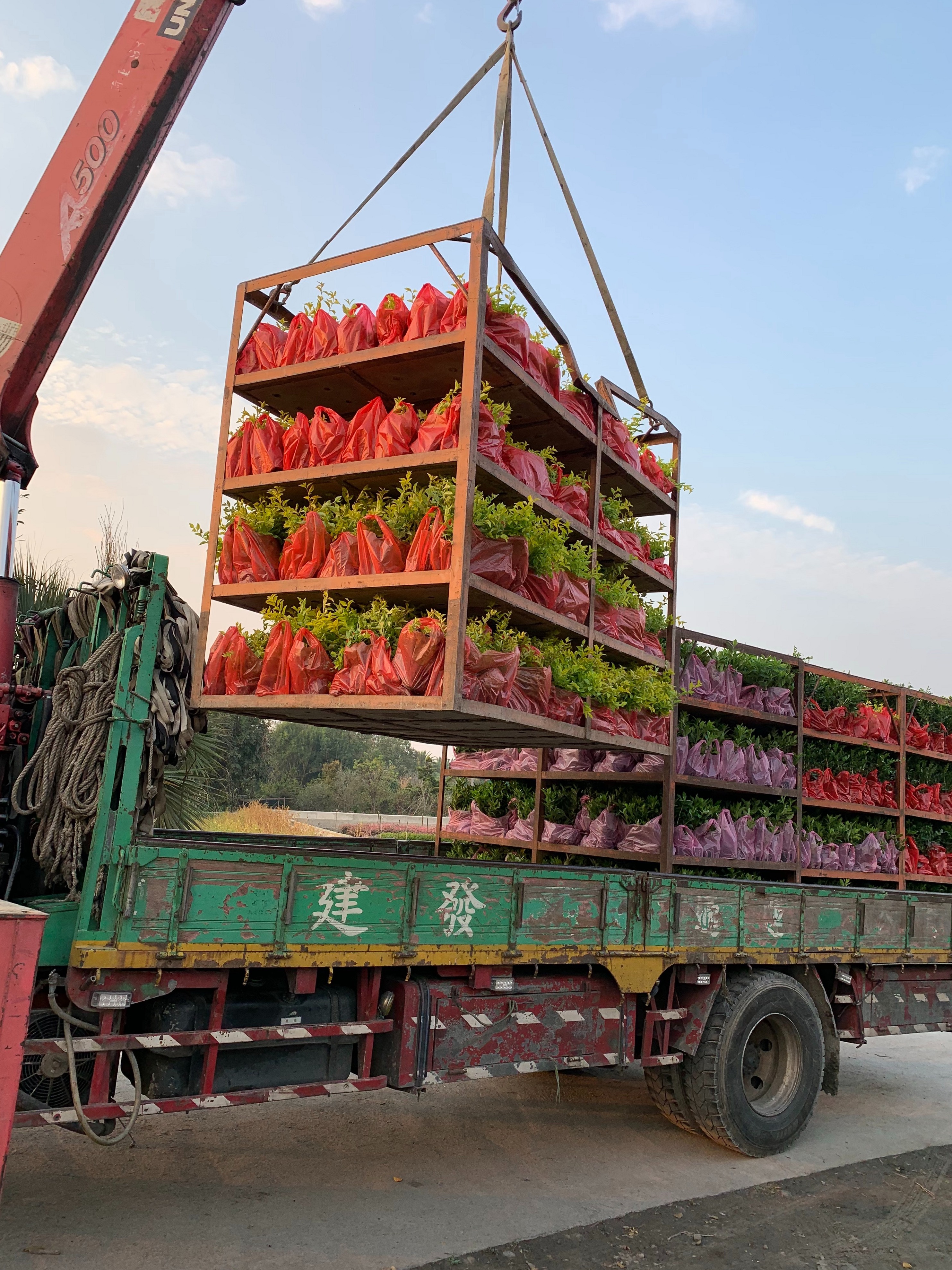 綠化灌木，金露花