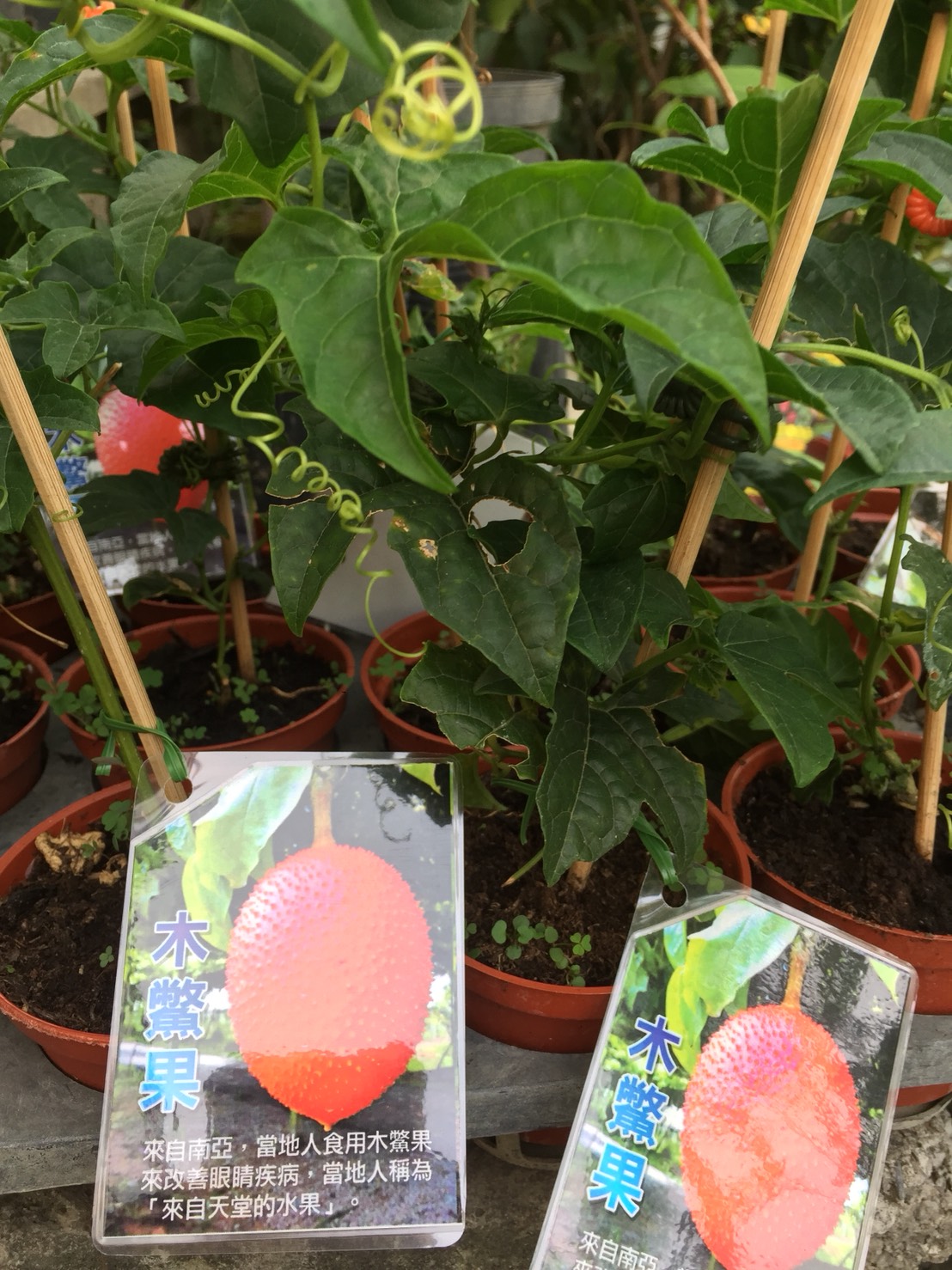 木鱉果（夫妻果）