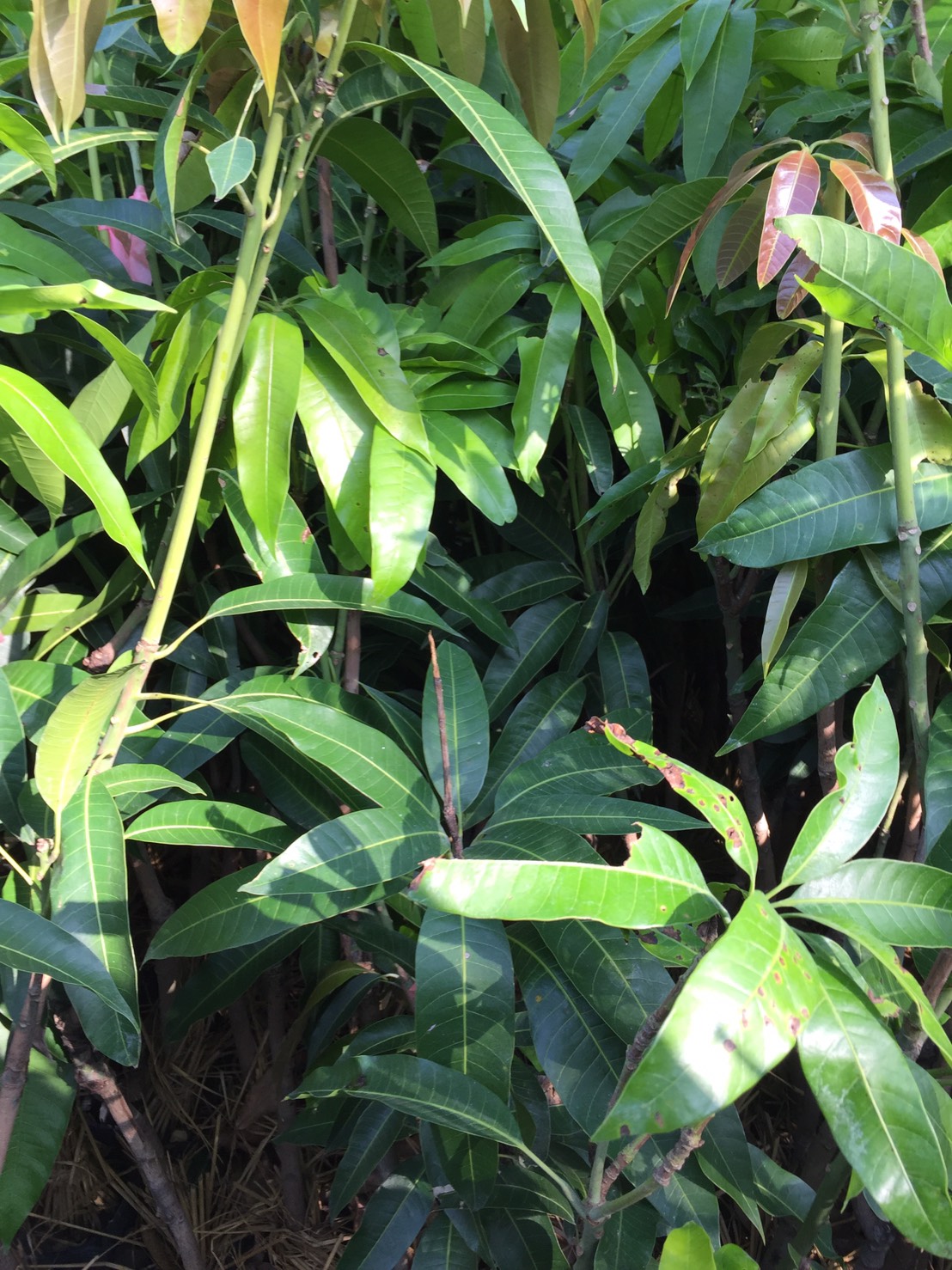 芒果樹苗外銷越南