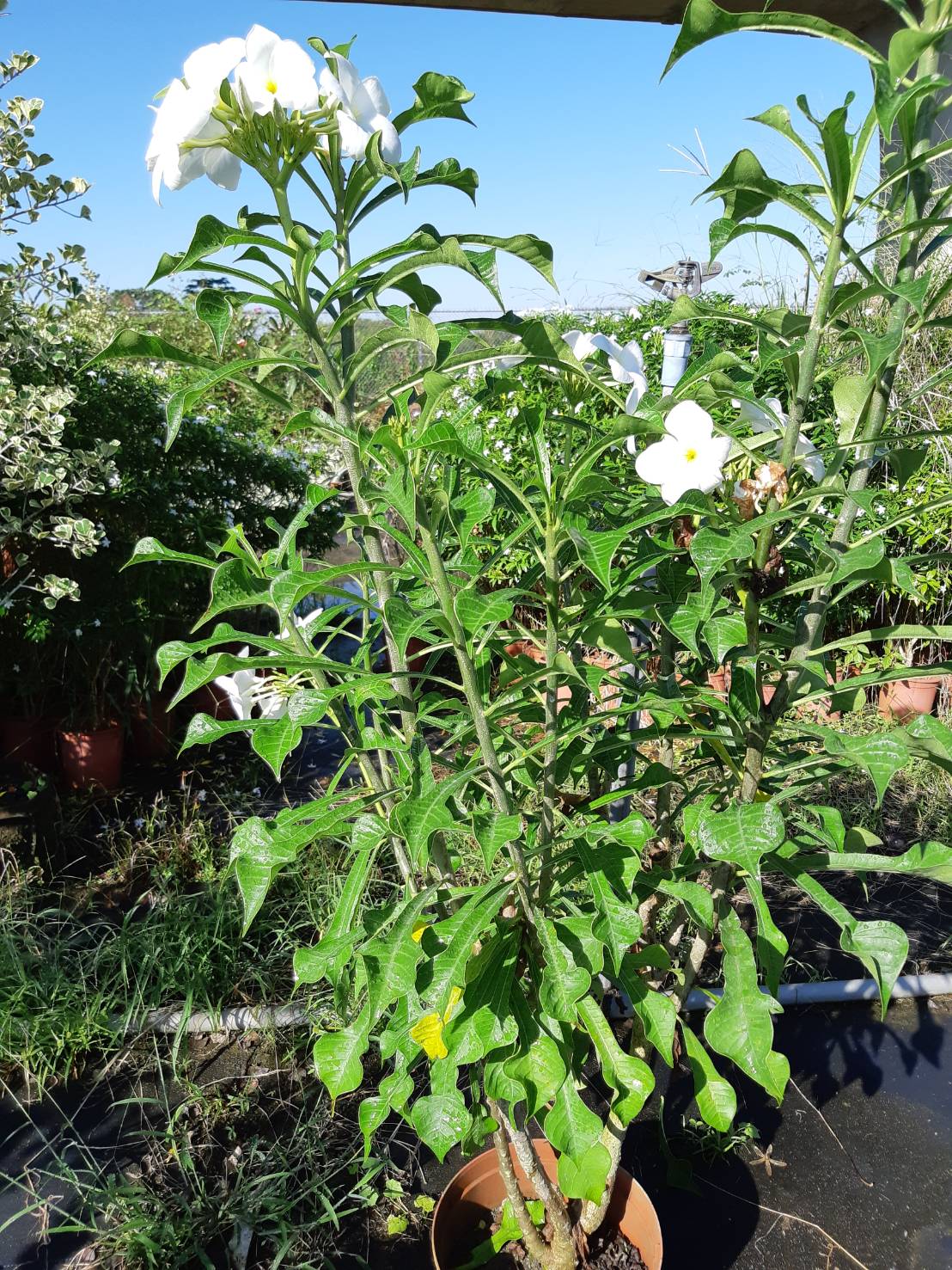 白雪公主，聖誕白